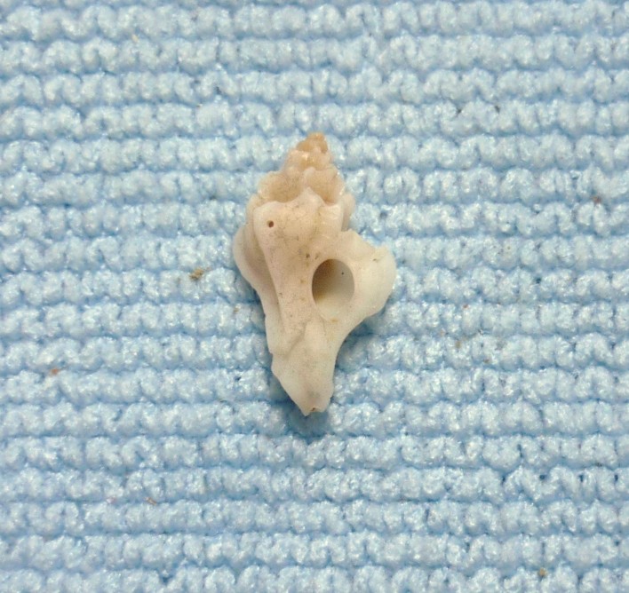 Thyphinellus labiatus